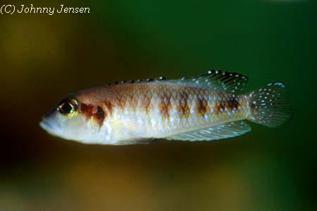 Lamprologus speciosus