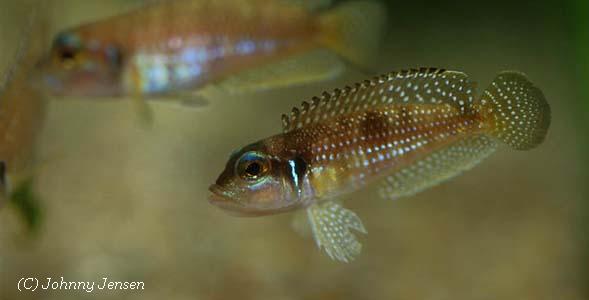 Lamprologus stappersii