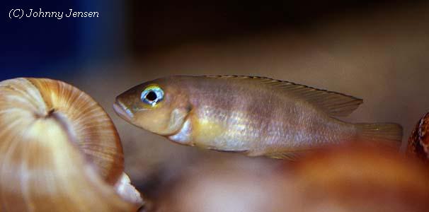 Lepidiolamprologus boulengeri