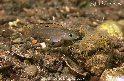 Lepidiolamprologus hecqui