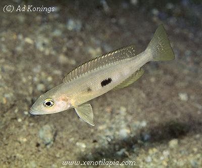 Lepidiolamprologus meeli