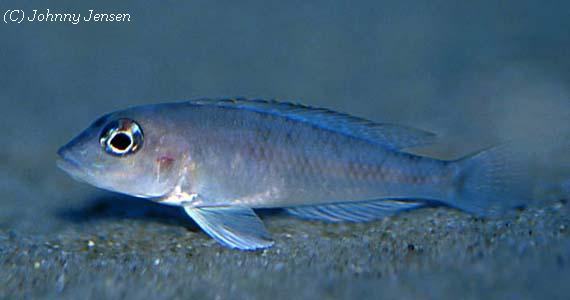 Neolamprologus kungweensis