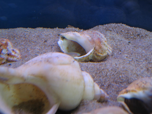 Neolamprologus multifasciatus