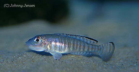 Neolamprologus signatus