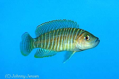 Neolamprologus similis