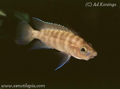 Neolamprologus prochilus