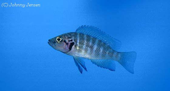 Neolamprologus savoryi