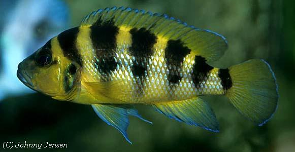 Neolamprologus sexfasciatus