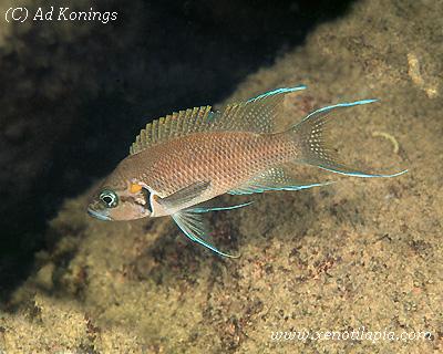 Neolamprologus splendens