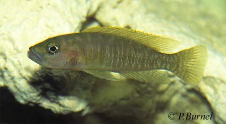Neolamprologus variostigma