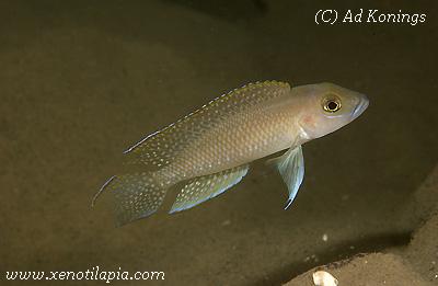 Neolamprologus ventralis