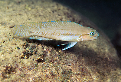 Telmatochromis brachygnathus
