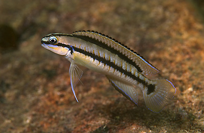 Telmatochromis brichardi