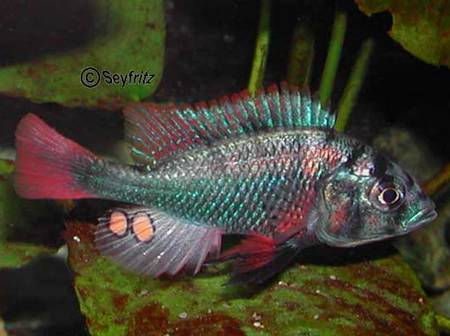 Haplochromis limax