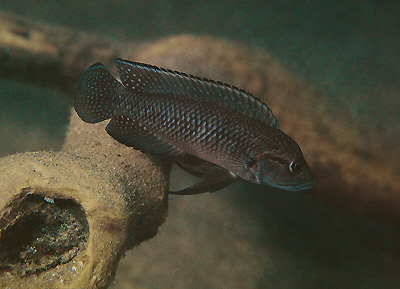 Telmatochromis dhonti