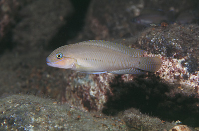 Telmatochromis temporalis