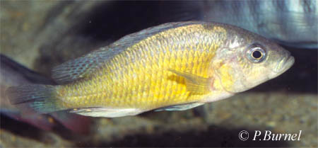 Lipochromis parvidens