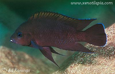 Variabilichromis moorii