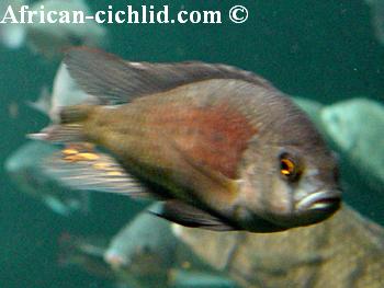 Macropleurodus bicolor