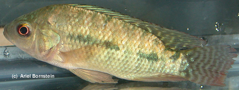 Oreochromis niloticus
