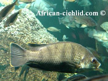 Oreochromis variabilis