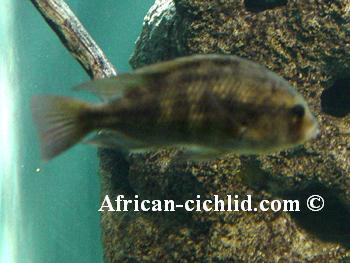 Paralabidochromis plagiodon