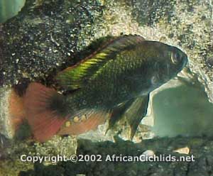Prognathochromis dichrourous