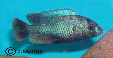 Ptyochromis xenognathus