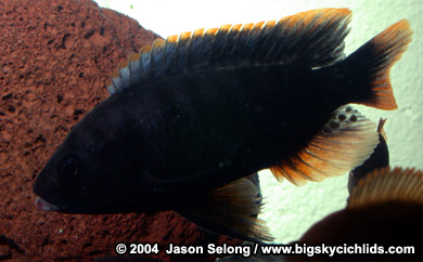 Pundamilia igneopinnis