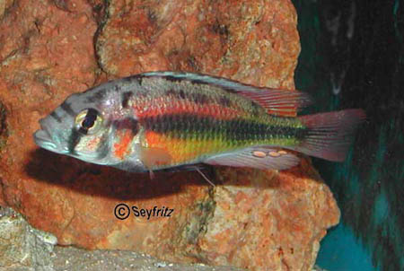 Xystichromis phytophagus