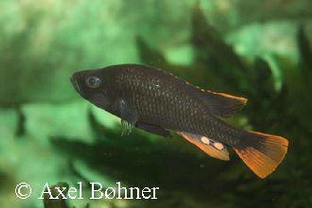 Yssichromis piceatus