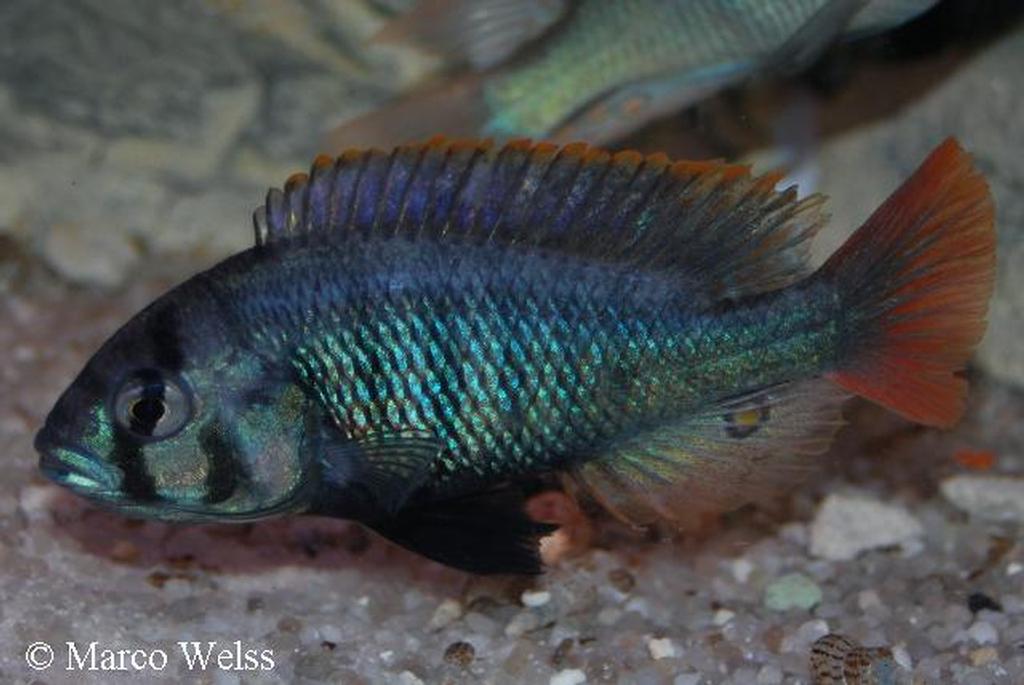 Haplochromis sp. "blue obliquidens"