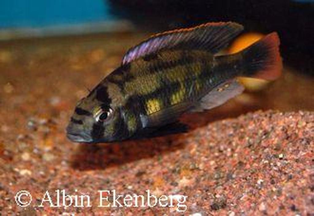 Haplochromis sp. "kenya gold"