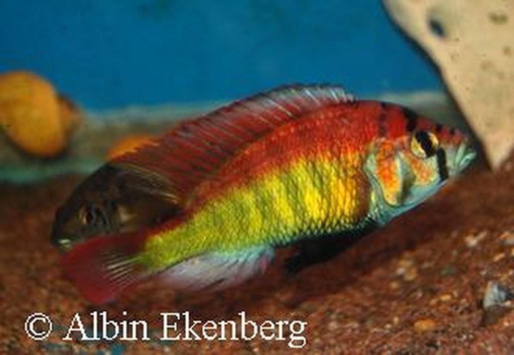 Haplochromis sp. "red back scraper"