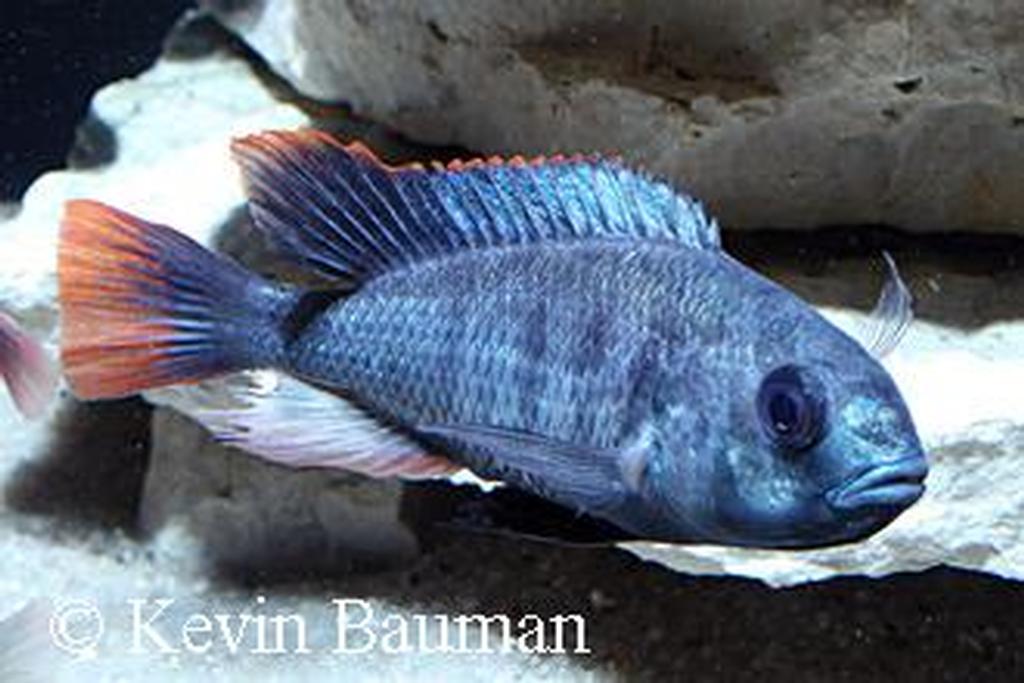 Ptyochromis sp. "red tail sheller"