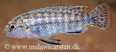 Labidochromis flavigulis