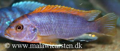 Labidochromis sp. "hongi"