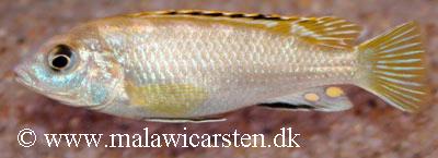 Labidochromis sp. "perlmutt"