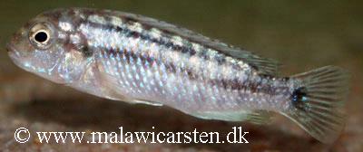 Labidochromis strigatus