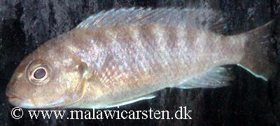 Labidochromis vellicans