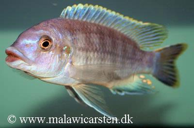 Petrotilapia tridentiger