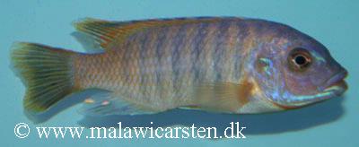 Petrotilapia sp. "small blue"