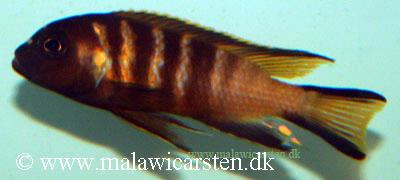 Pseudotropheus sp. "elongatus chailosi"