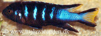 Pseudotropheus sp. "elongatus chewere"