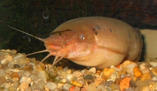 Malapterurus electricus