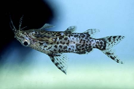 Synodontis nigriventris