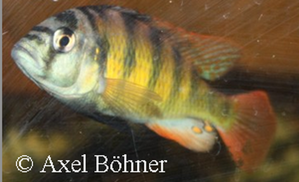 Haplochromis sp. "thick skin"