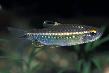 Arnoldichthys spilopterus