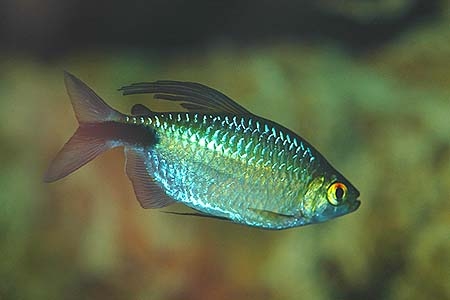 Brycinus longipinnis