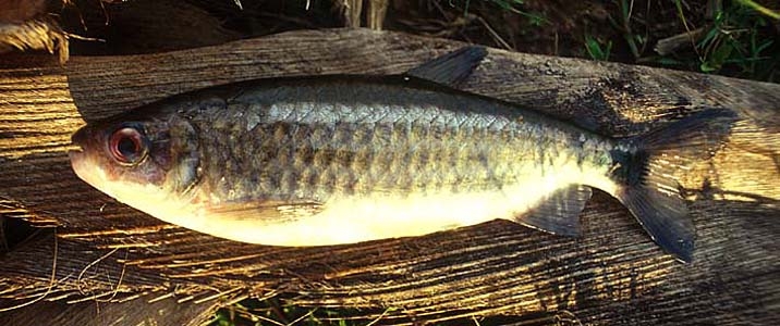 Brycinus macrolepidotus